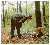 Foto: immagine cane che cerca tartufi